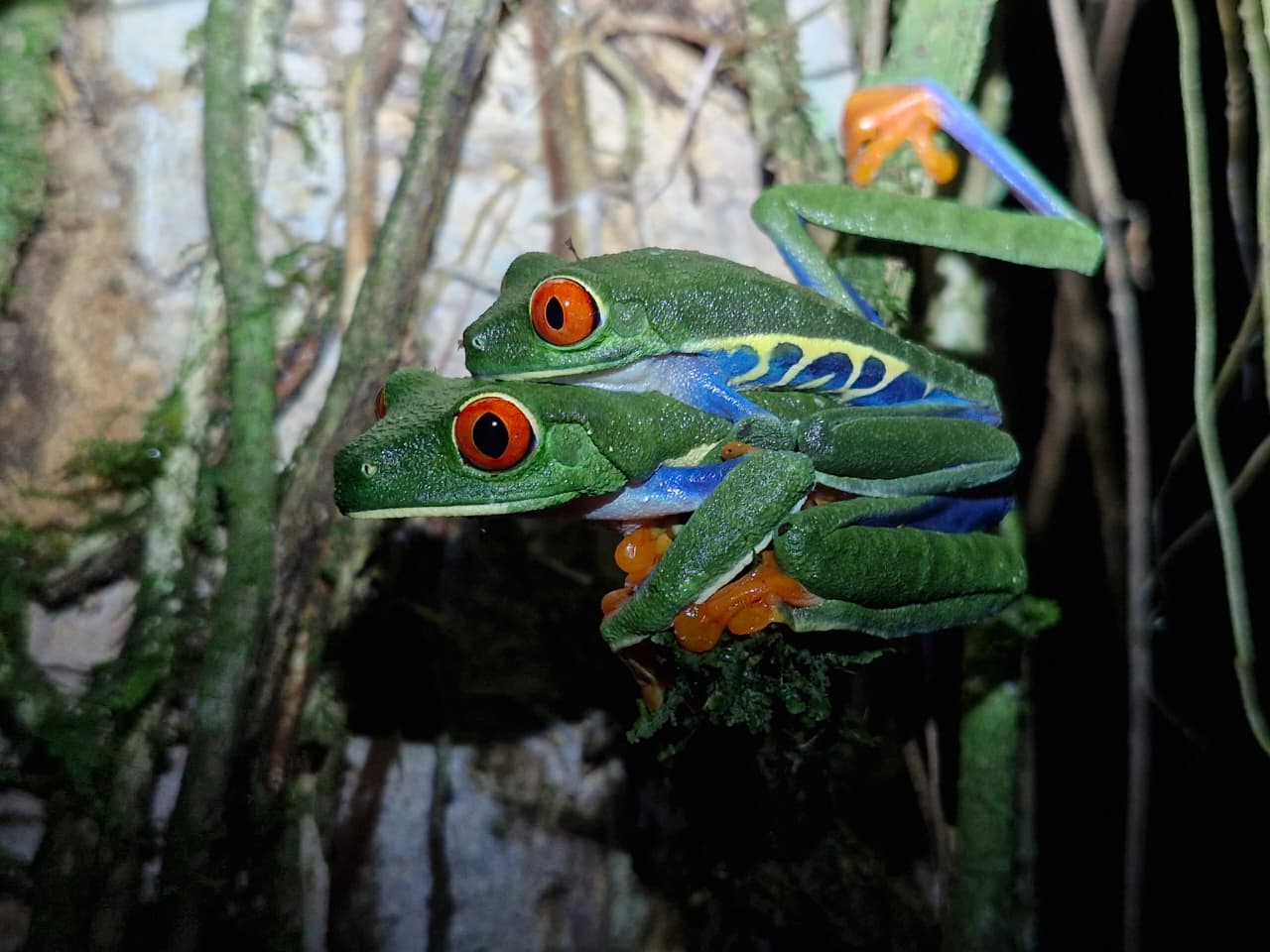 Green frogs at night
